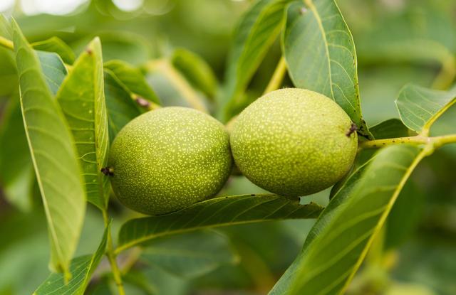 世界四大干果——核桃树种植技术，如何种植核桃 核桃种植一点通