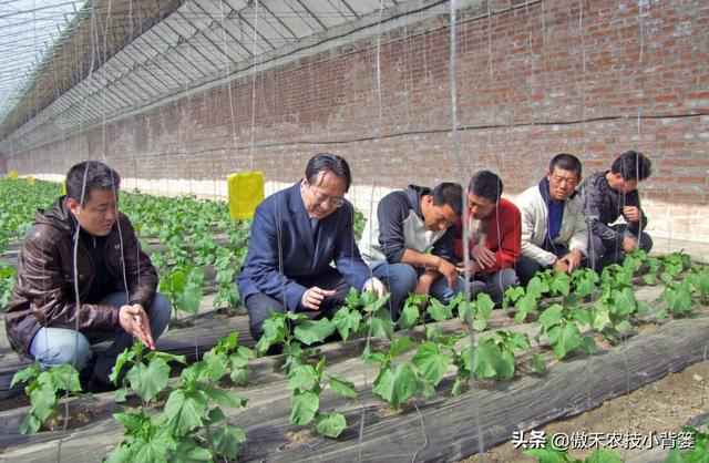 瓜果蔬菜移栽定植学会这6个管理技巧，早生根、缓苗快、成活率高