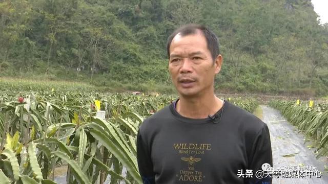 天等县卢岁：种植火龙果 让日子更红火