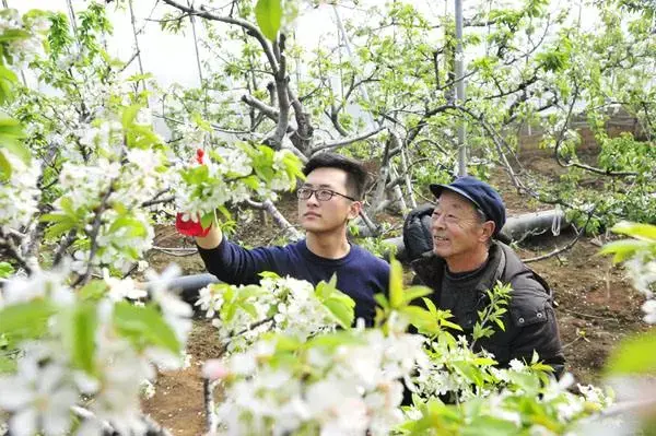 大棚樱桃盛花期管理注意啥？