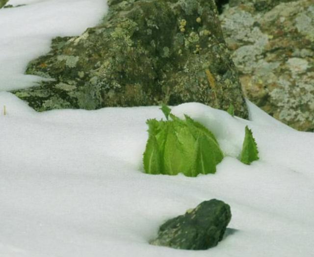 新疆的“天山雪莲”，长成1棵要8年，价值珍贵，1朵就要上千上万