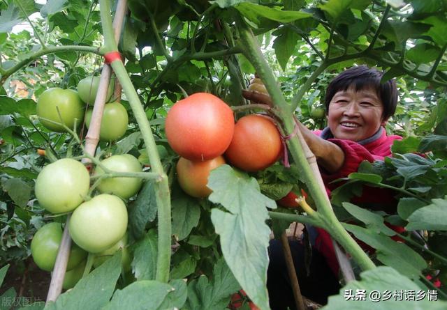 种菜福音来了，五个种植蔬菜的“民间土方法”，增产防病样样行