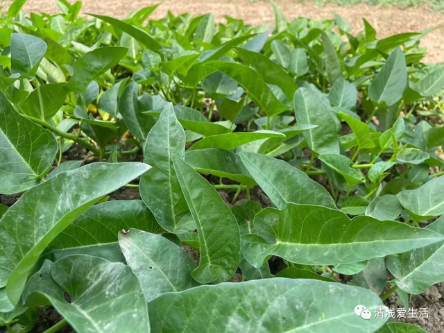 2月份家庭种菜可以播种育苗的21种蔬菜