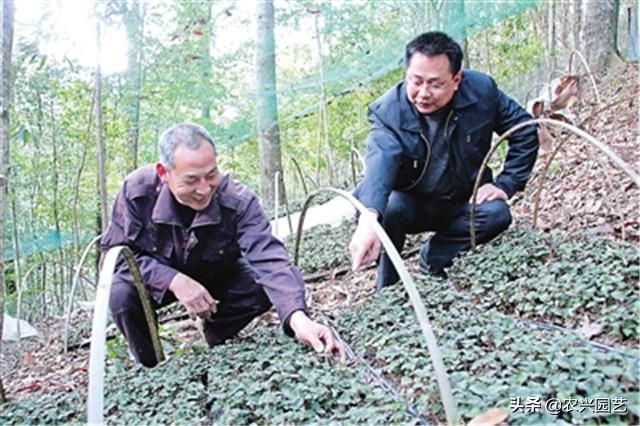 金线莲林下仿野生栽培技术，科学种植，重点做好这几个方面