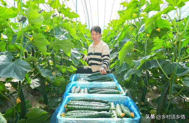 种菜福音来了，五个种植蔬菜的“民间土方法”，增产防病样样行