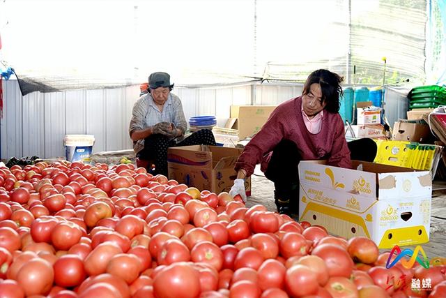 上党区赵村：西红柿丰收映红村民致富路