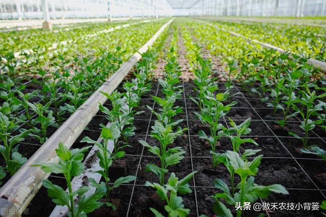 瓜果蔬菜移栽定植学会这6个管理技巧，早生根、缓苗快、成活率高