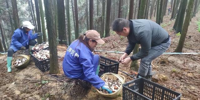 从失业到致富：林下种植赤松茸，他一年净赚20多万