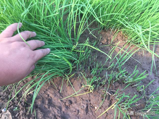 种植韭菜，老是又细又黄，掌握这3点，轻松解决，注意秋季管理