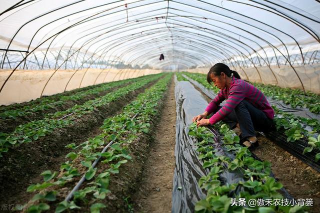 瓜果蔬菜移栽定植学会这6个管理技巧，早生根、缓苗快、成活率高