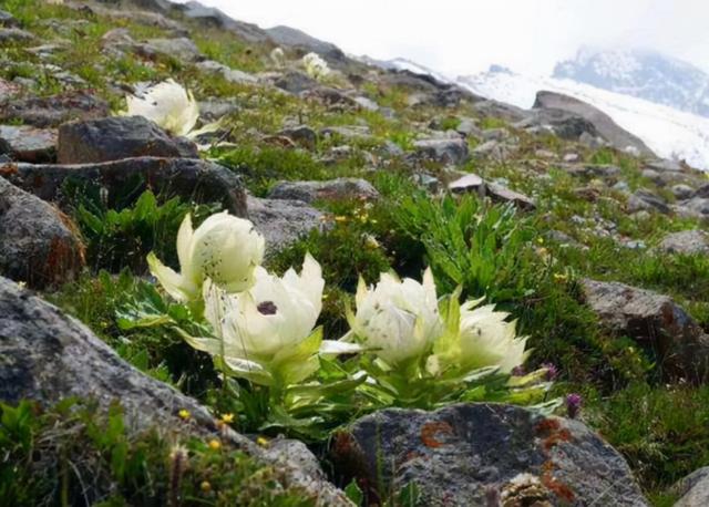 新疆的“天山雪莲”，长成1棵要8年，价值珍贵，1朵就要上千上万