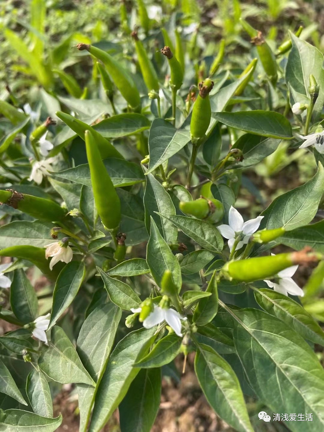 2月份家庭种菜可以播种育苗的21种蔬菜