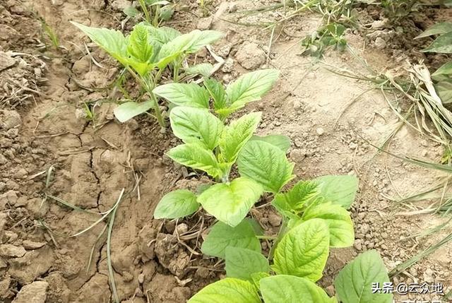 又到一年芝麻种植季节，如何高效播种？怎么控制草害？