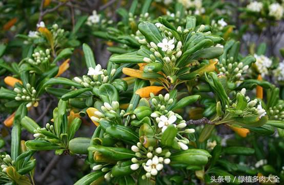 海桐种植方法，学会这几步，来年填满花盆