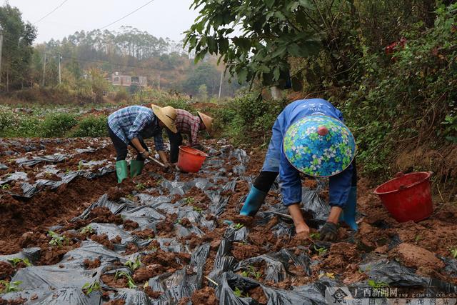 南宁市邕宁区：种植辣椒小产业 富民增收好门路