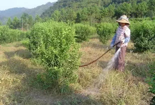 滴灌施肥到底有什么好处？怎么使用才正确？