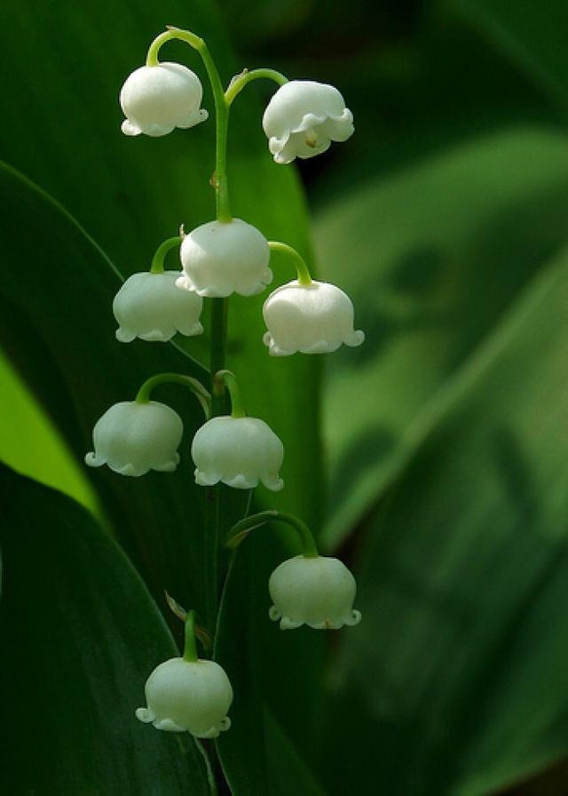 铃兰的种植以及它的花季和花期