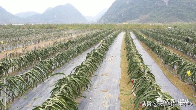 天等县卢岁：种植火龙果 让日子更红火