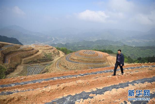 返乡创业 草药种植助农增收