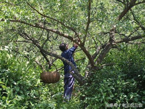 它，本少利润大，而且管理粗放，家里的撂荒地、山地，不妨种上它