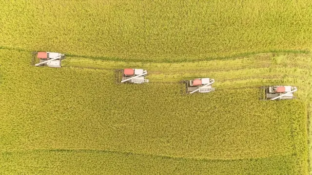 稻谷种植(12316农技｜水稻栽培和管理技术有哪些？这里有干货)