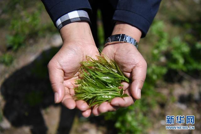 返乡创业 草药种植助农增收