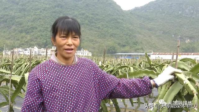 天等县卢岁：种植火龙果 让日子更红火