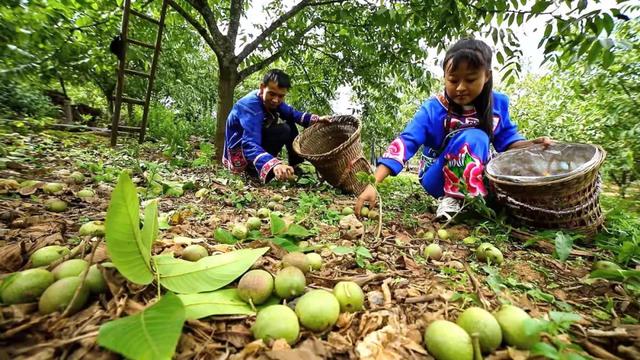 彝族大哥转行种核桃，年入千万，覆盖面积8万亩合作农户1500户