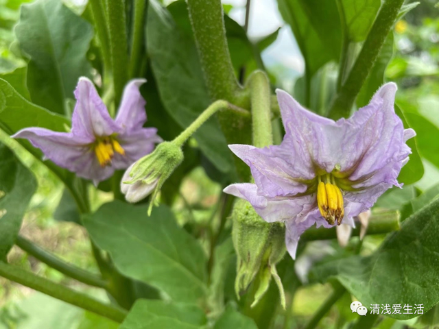 2月份家庭种菜可以播种育苗的21种蔬菜