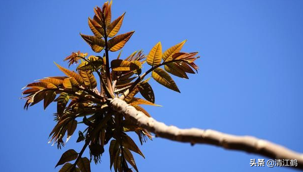 咬春蔬菜：香椿芽金贵卖到90块钱一斤，但露地栽培效益并不看好