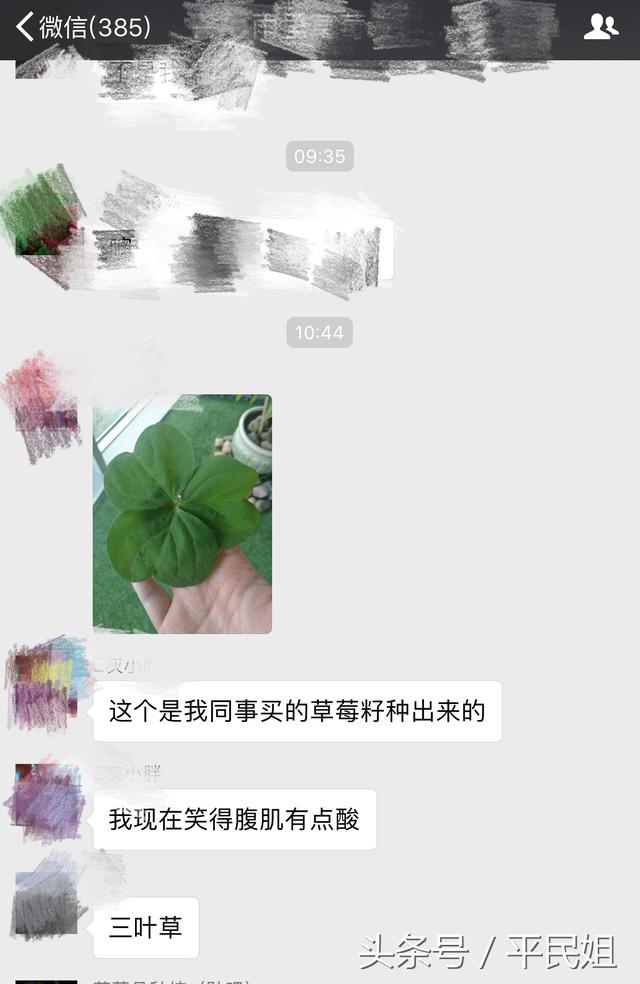 平民姐阳台种草莓(39) 假种子坑人 种下草莓收获杂草 你中招了吗