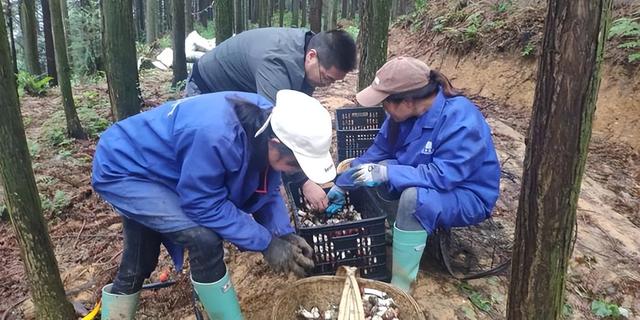 从失业到致富：林下种植赤松茸，他一年净赚20多万