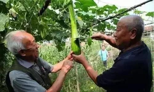 神奇“砍瓜”砍着吃，吃多少，砍多少，天天吃鲜瓜！