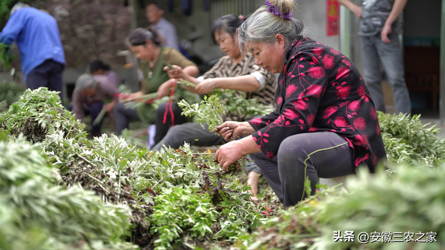 种植100亩艾草，需要投资多少本钱，现实收益和理论收益差距大吗