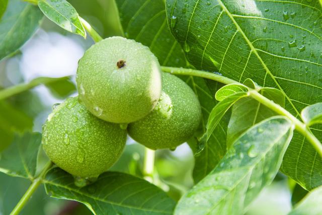 世界四大干果——核桃树种植技术，如何种植核桃 核桃种植一点通