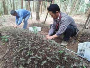 金线莲林下种植(金线莲林下仿野生栽培技术，科学种植，重点做好这几个方面)