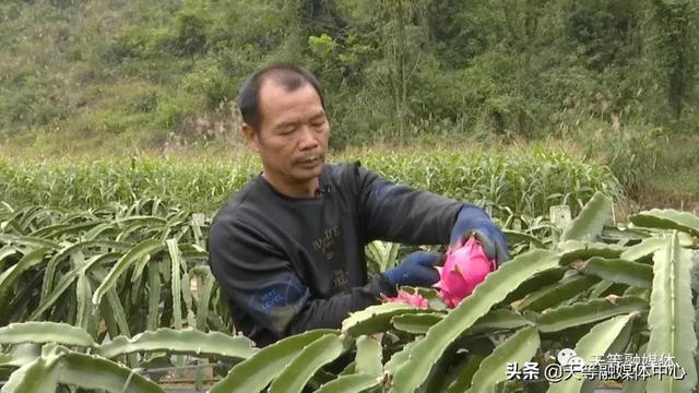 天等县卢岁：种植火龙果 让日子更红火