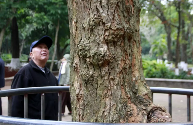 人工种植：黄花梨、小叶紫檀！能否满足市场需求？