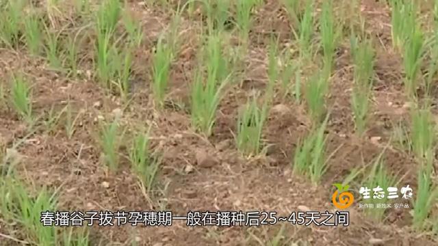 春播谷子高产种植技术，从选种、整地、管理、收割系列 视频同步