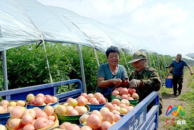 上党区赵村：西红柿丰收映红村民致富路