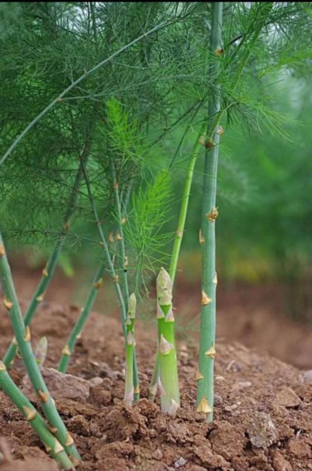 世界芦笋看曹县，曹县芦笋看苏集