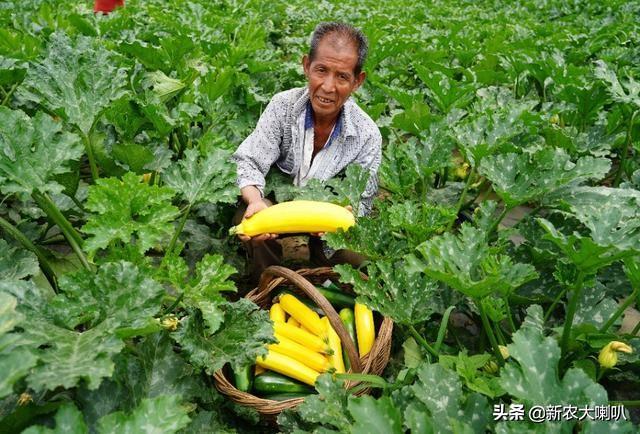 香蕉西葫芦有机无土栽培技术