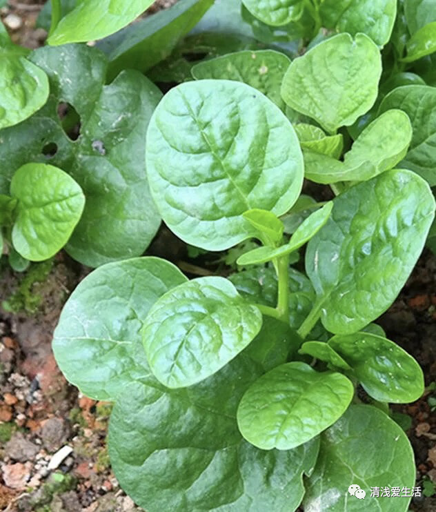 2月份家庭种菜可以播种育苗的21种蔬菜