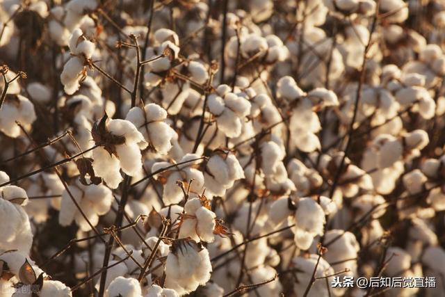 棉花概念股异动走强 新疆天业等个股纷纷上涨