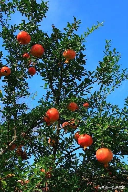 适合家门口种植的4种果树，皮实好养状态好，长出果子寓意好