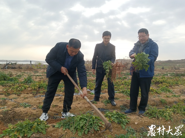 国内首创！丹参无性育苗根段栽培技术通过测产验收，亩增产30.