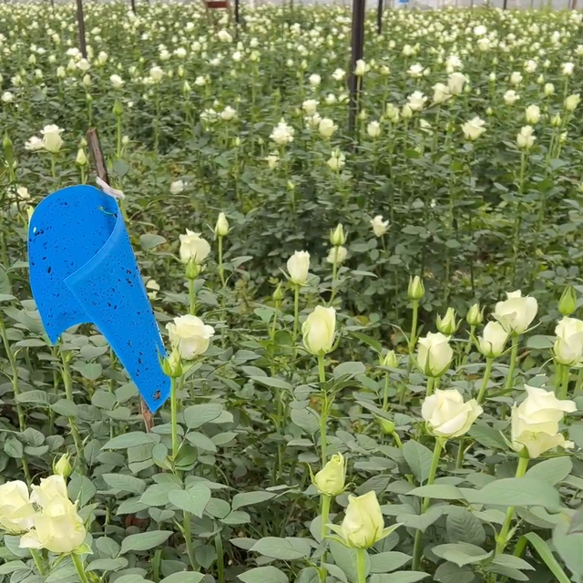 种植玫瑰花很简单，但种好玫瑰花就不容易了#月季