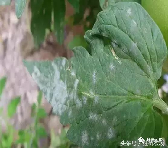 小西红柿标准化种植流程