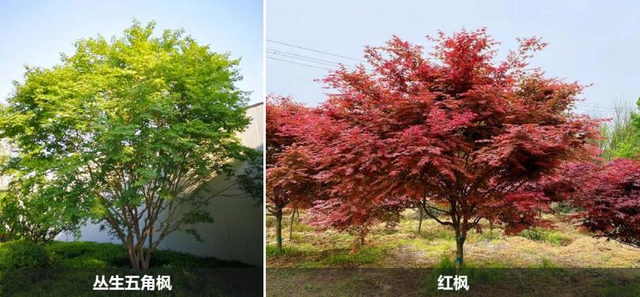 植物配置忌太“满”，未来景观用苗有这三大趋势