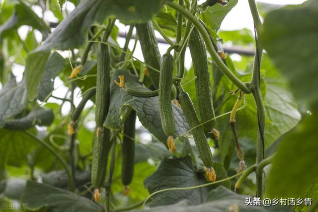 种植茄果类、瓜果类蔬菜，一施、一浇加一喷，胜过任何肥和药